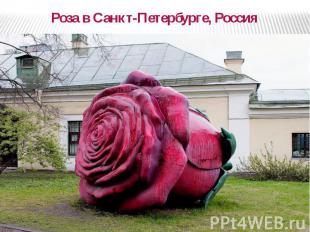Роза в Санкт-Петербурге, Россия Роза в Санкт-Петербурге, Россия