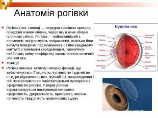 Анатомія рогівки Рогівка (лат. cornea) — передня зовнішня прозора поверхня очног