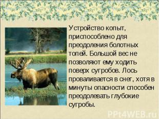 Устройство копыт, приспособлено для преодоления болотных топей. Большой вес не п