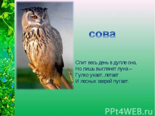 Спит весь день в дупле она,Но лишь выглянет луна – Гулко ухает, летает И лесных