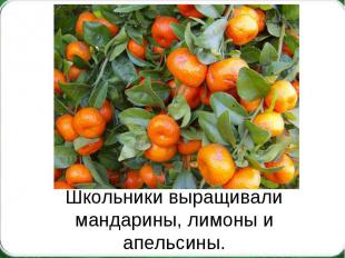 Школьники выращивали мандарины, лимоны и апельсины.