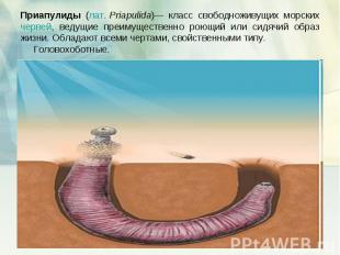 Приапулиды (лат. Priapulida)— класс свободноживущих морских червей, ведущие преи
