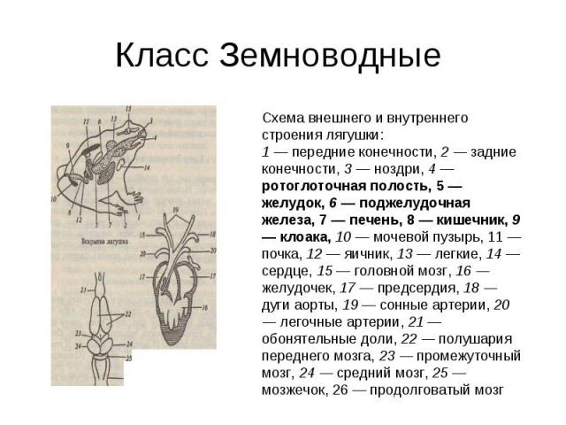 Класс Земноводные Схема внешнего и внутреннего строения лягушки:1 — передние конечности, 2 — задние конечности, 3 — ноздри, 4 — ротоглоточная полость, 5 — желудок, 6 — поджелудочная железа, 7 — печень, 8 — кишечник, 9 — клоака, 10 — мочевой пузырь, …