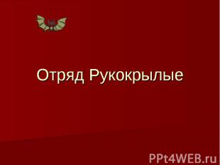 Отряд Рукокрылые