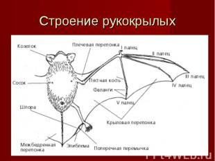 Строение рукокрылых