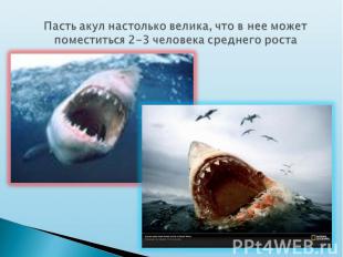 Пасть акул настолько велика, что в нее может поместиться 2-3 человека среднего р