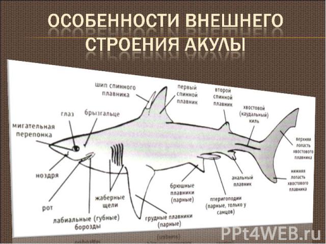 Особенности внешнего строения акулы