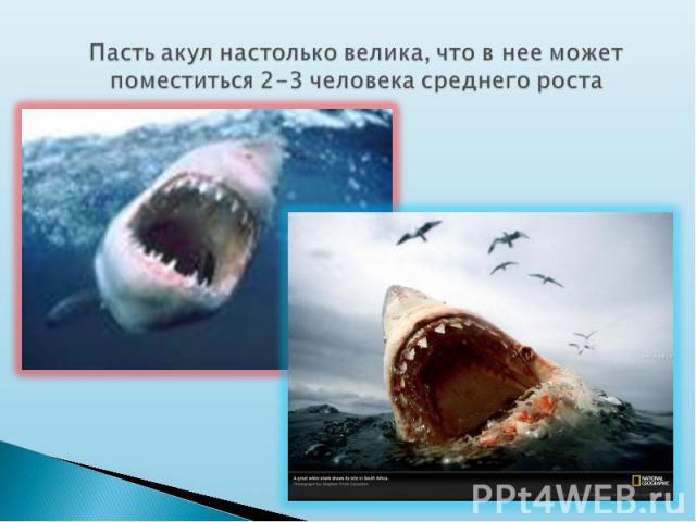 Пасть акул настолько велика, что в нее может поместиться 2-3 человека среднего роста