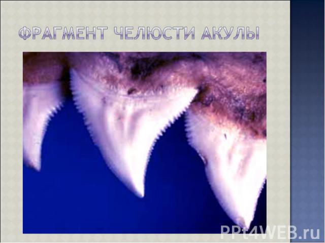 Фрагмент челюсти акулы
