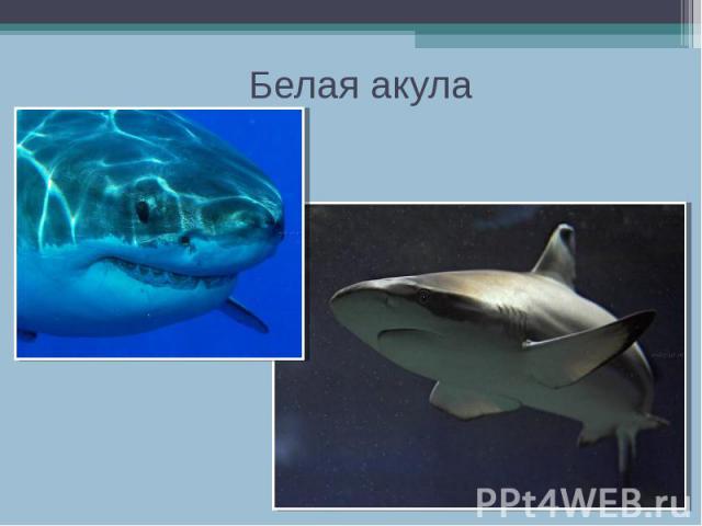 Белая акула
