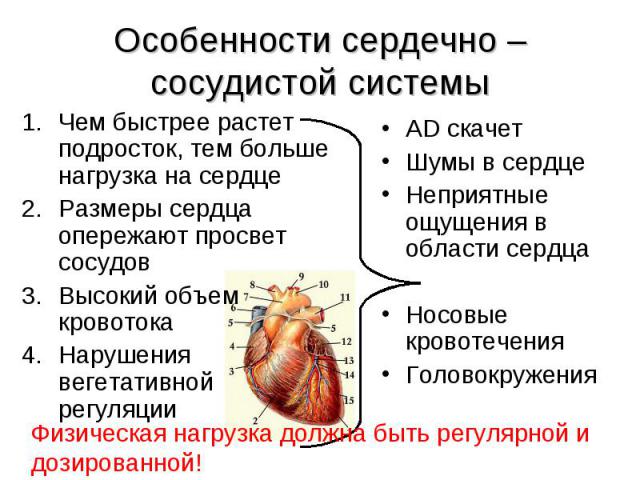 Особенности сердечно – сосудистой системы Чем быстрее растет подросток, тем больше нагрузка на сердцеРазмеры сердца опережают просвет сосудовВысокий объем кровотокаНарушения вегетативной регуляцииAD скачетШумы в сердцеНеприятные ощущения в области с…