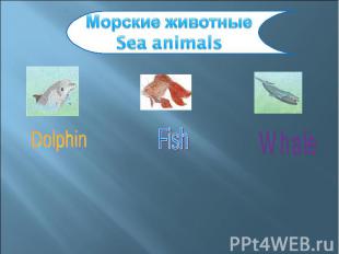 Морские животныеSea animals