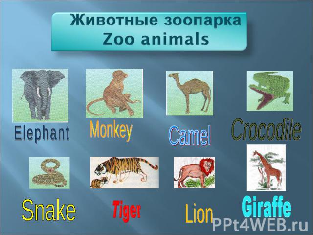 Животные зоопаркаZoo animals