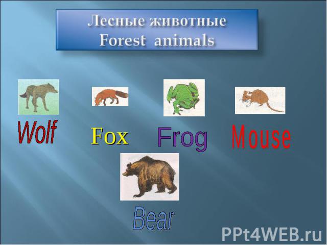 Лесные животныеForest animals