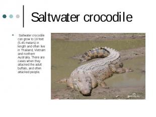 Saltwater crocodile Saltwater crocodile can grow to 18 feet (5.45 meters) in len