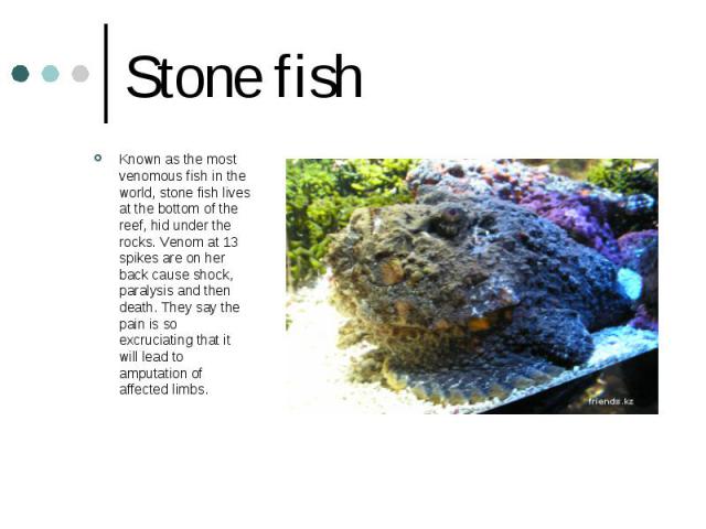 Stone fish Known as the most venomous fish in the world, stone fish lives at the bottom of the reef, hid under the rocks. Venom at 13 spikes are on her back cause shock, paralysis and then death. They say the pain is so excruciating that it will lea…