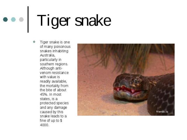Tiger snake Tiger snake is one of many poisonous snakes inhabiting Australia, particularly in southern regions. Although anti-venom resistance with value is readily available, the mortality from the bite of about 45%. In most states, is a protected …