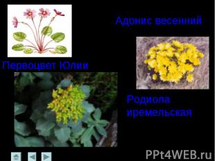Адонис весенний Первоцвет ЮлииРодиола иремельская