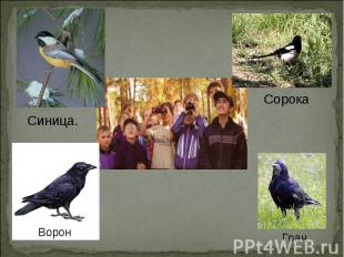 Синица.СорокаВоронГрач