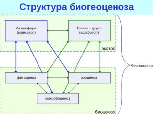 Структура биогеоценоза