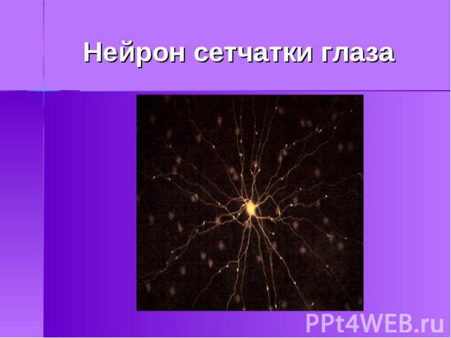 Нейрон сетчатки глаза