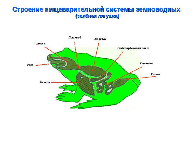Строение пищеварительной системы земноводных (зелёная лягушка)