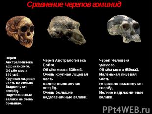 Сравнение черепов гоминид ЧерепАвстралопитекаафриканского. Объём мозга 520 см3.