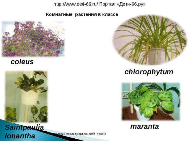 http://www.deti-66.ru/ Портал «Дети-66.ру»Комнатные растения в классеДетский исследовательский проект