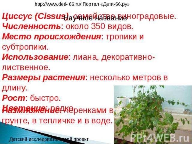 http://www.deti- 66.ru/ Портал «Дети-66.ру»Научное названиеЦиссус (Cissus), семейство виноградовые.Численность: около 350 видов.Место происхождения: тропики и субтропики.Использование: лиана, декоративно-лиственное.Размеры растения: несколько метров…