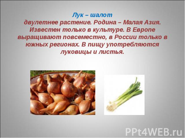 Лук – шалотдвулетнее растение. Родина – Малая Азия. Известен только в культуре. В Европе выращивают повсеместно, в России только в южных регионах. В пищу употребляются луковицы и листья.