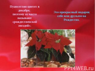 Пуансеттия цветет в декабре, поэтому ее часто называют «рождественской звездой».