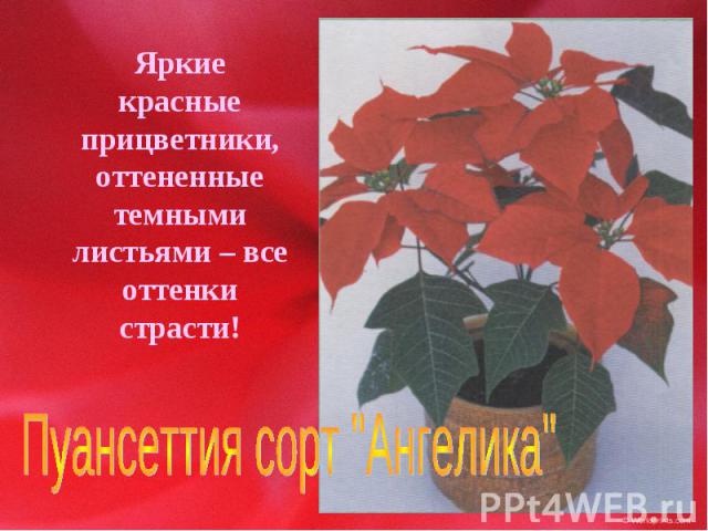 Яркие красные прицветники, оттененные темными листьями – все оттенки страсти!Пуансеттия сорт 