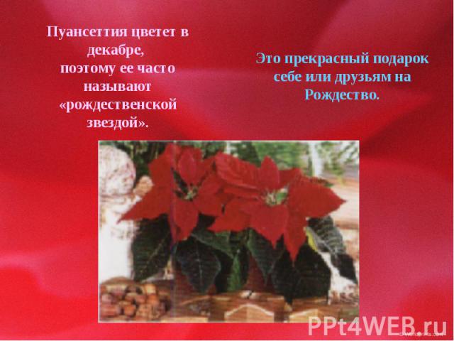 Пуансеттия цветет в декабре, поэтому ее часто называют «рождественской звездой».Это прекрасный подарок себе или друзьям на Рождество.