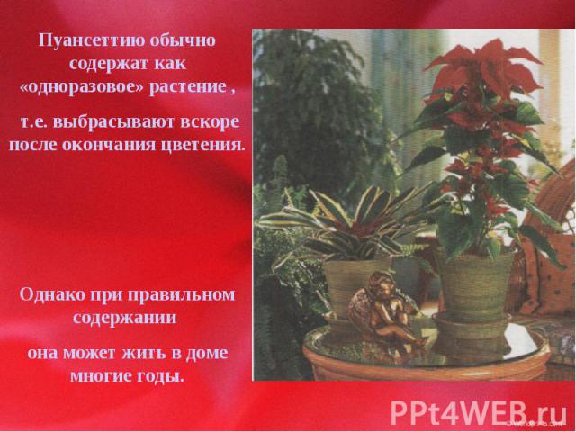 Пуансеттию обычно содержат как «одноразовое» растение , т.е. выбрасывают вскоре после окончания цветения.Однако при правильном содержании она может жить в доме многие годы.