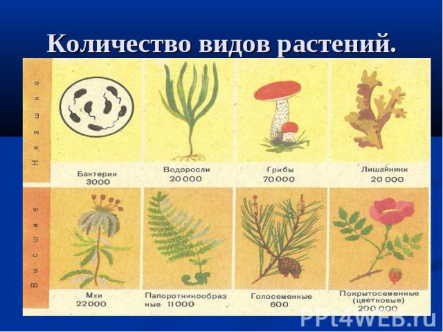 Количество видов растений.