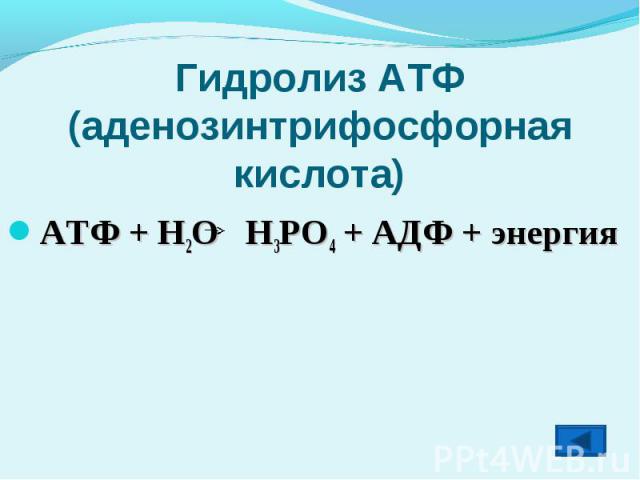 Гидролиз АТФ(аденозинтрифосфорная кислота) АТФ + Н2О Н3РО4 + АДФ + энергия