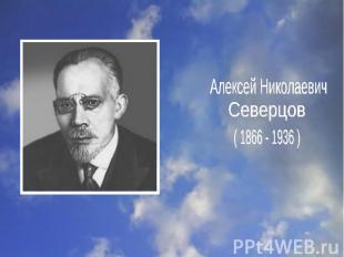 Алексей НиколаевичСеверцов( 1866 - 1936 )