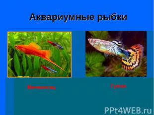 Аквариумные рыбки МеченосецГуппи