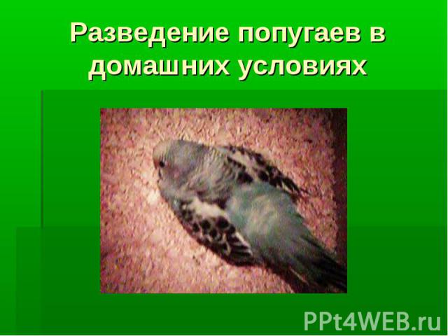 Разведение попугаев в домашних условиях