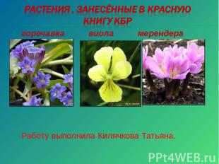 Растения , занесённые в Красную книгу КБР Работу выполнила Килячкова Татьяна.