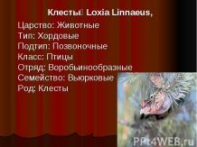 Клесты Loxia Linnaeus