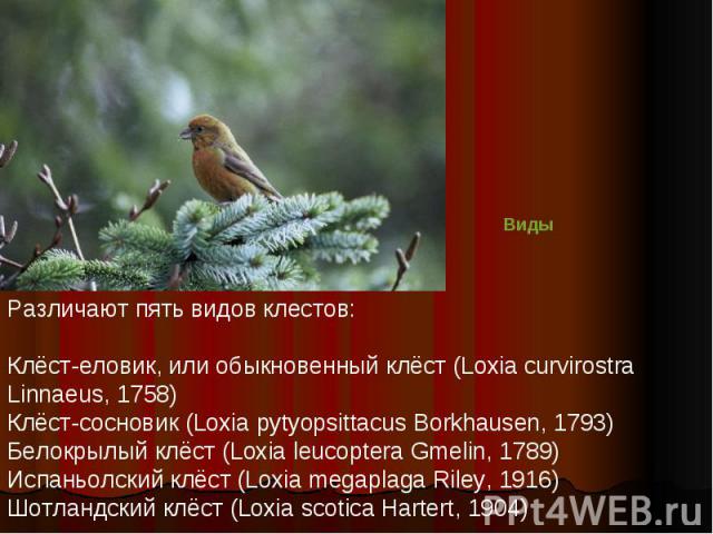 Различают пять видов клестов:Клёст-еловик, или обыкновенный клёст (Loxia curvirostra Linnaeus, 1758)Клёст-сосновик (Loxia pytyopsittacus Borkhausen, 1793)Белокрылый клёст (Loxia leucoptera Gmelin, 1789)Испаньолский клёст (Loxia megaplaga Riley, 1916…