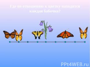 Где по отношению к цветку находится каждая бабочка?