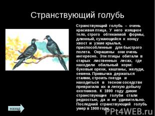 Странствующий голубь Странствующий голубь – очень красивая птица. У него изящное