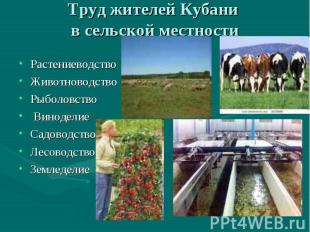 Труд жителей Кубани в сельской местности Растениеводство ЖивотноводствоРыболовст
