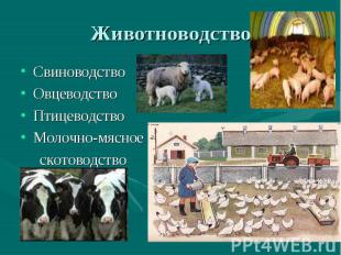 Животноводство Свиноводство ОвцеводствоПтицеводствоМолочно-мясное скотоводство