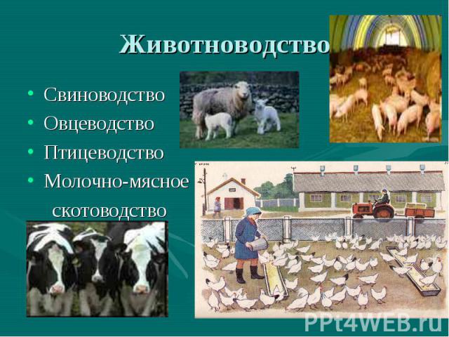 Животноводство Свиноводство ОвцеводствоПтицеводствоМолочно-мясное скотоводство