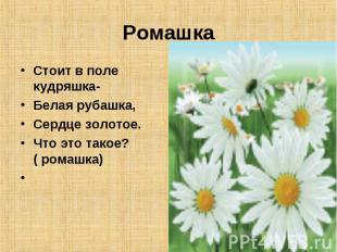 Ромашка Стоит в поле кудряшка- Белая рубашка, Сердце золотое. Что это такое? ( р