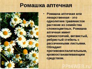 Ромашка аптечная Ромашка аптечная или лекарственная - это однолетнее травянистое