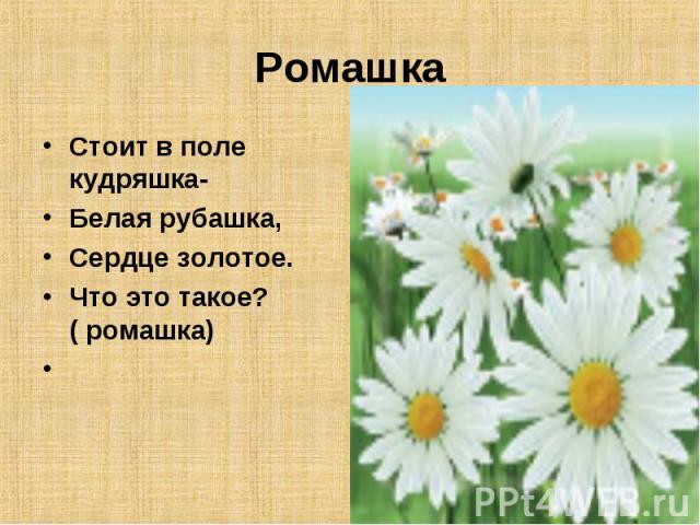 Ромашка Стоит в поле кудряшка- Белая рубашка, Сердце золотое. Что это такое? ( ромашка)  